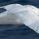 A Southern Giant Petrel seen in the region above the seamounts.